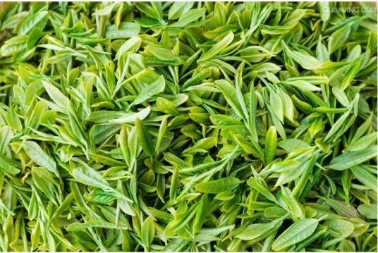 石台名茶雾里青