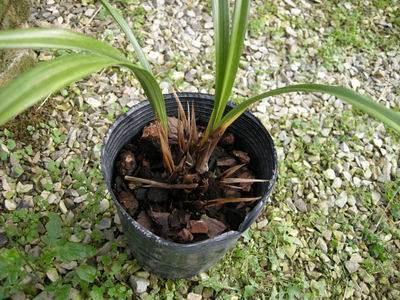 兰花软腐病