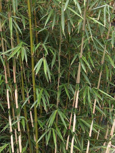 短柄箭竹