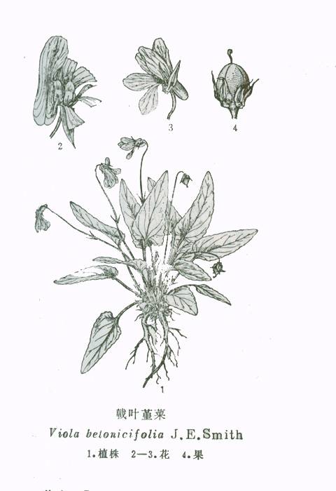 戟叶堇菜