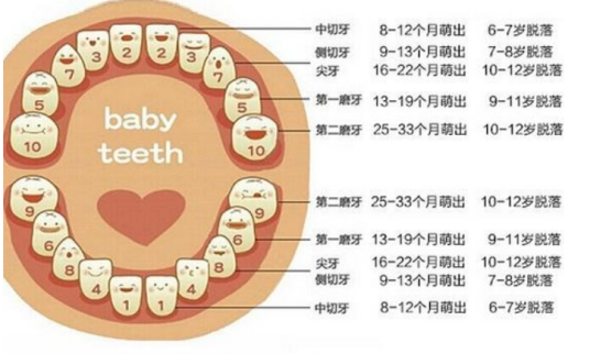 换牙（乳牙脱落，恒牙长出的过程）