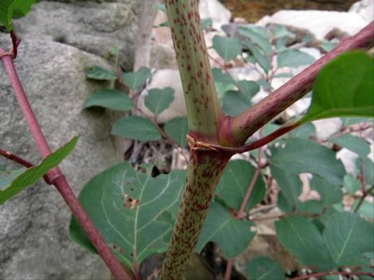 虎杖（蓼科虎杖属植物）