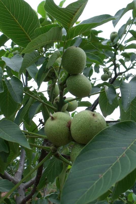 清香核桃（胡桃科胡桃属植物）