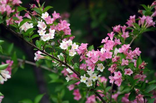 春花（词语解释）