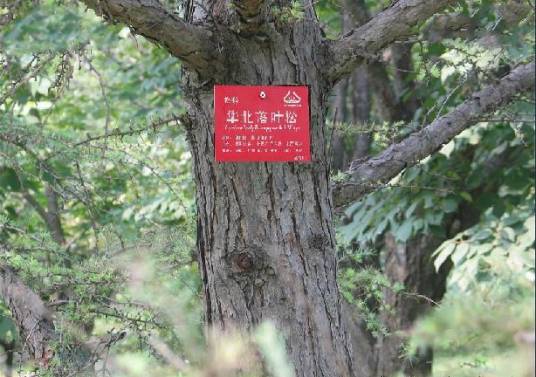 华北落叶松种源林-7826
