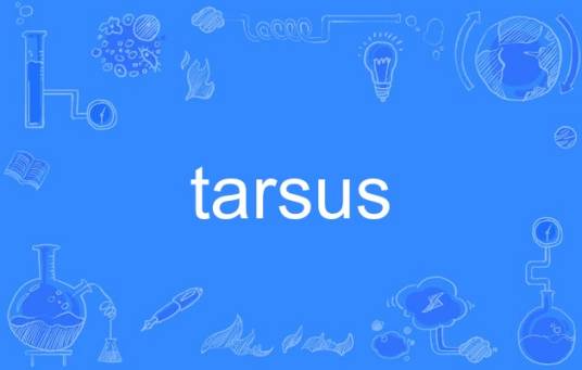 tarsus