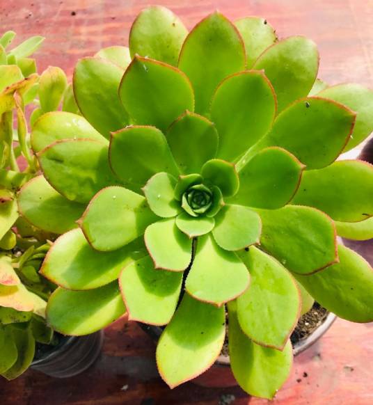 蓬莱阁（景天科莲花掌属多肉植物）