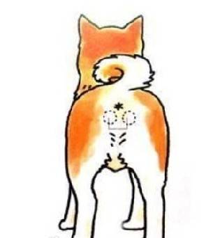 肛门腺
