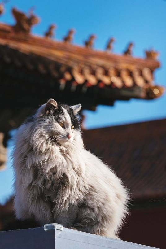 故宫猫