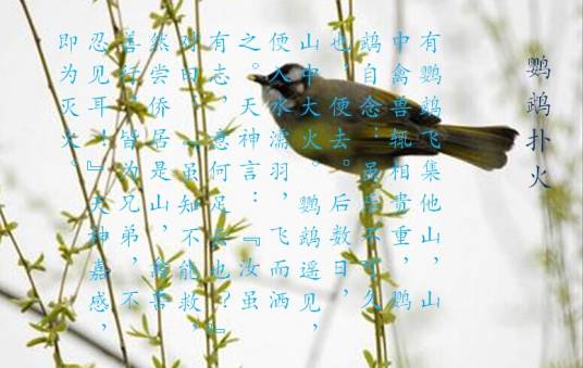 鹦鹉扑火