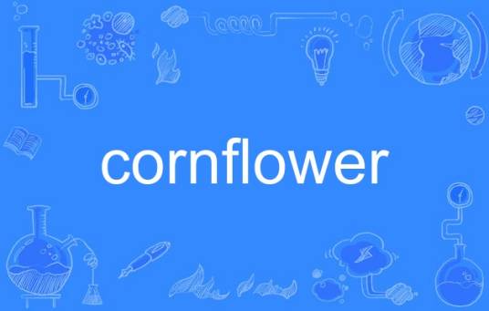 cornflower