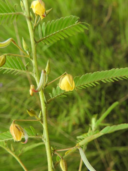 山扁豆（豆科山扁豆属植物）