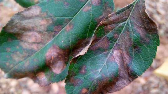 苹果炭疽叶枯病