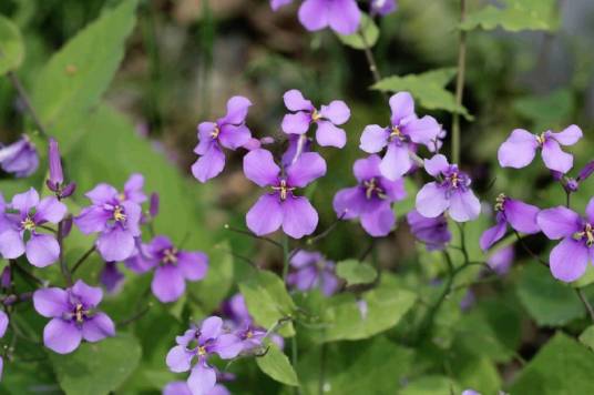 诸葛菜（十字花科诸葛菜属植物）
