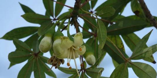 吉贝（锦葵科吉贝属植物）