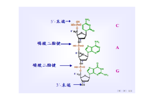 3',5'-磷酸二酯键