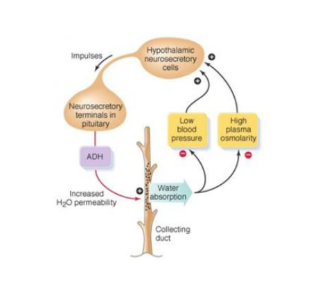 血浆晶体渗透压