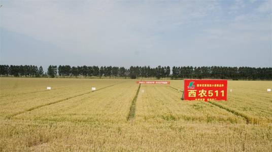 西农511