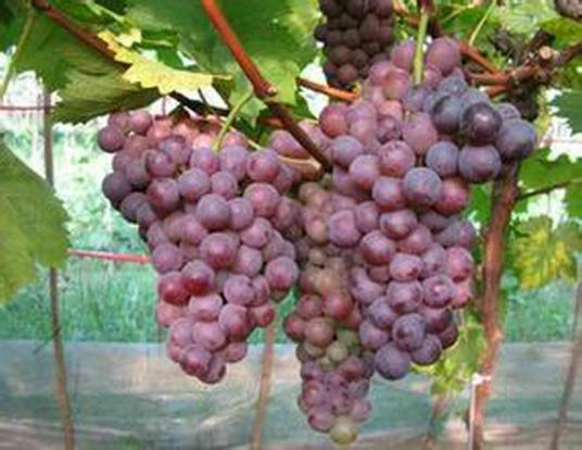 雨水红葡萄