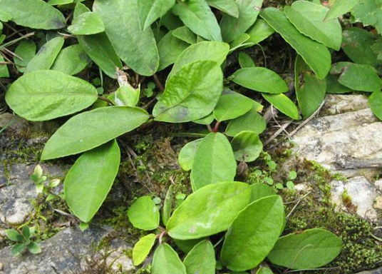 地瓜藤（中药）