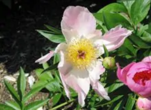 蜜糖（国家林业局林业植物品种）