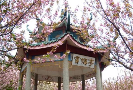湖南科技大学樱花园