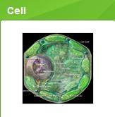 百度知道Cell团队