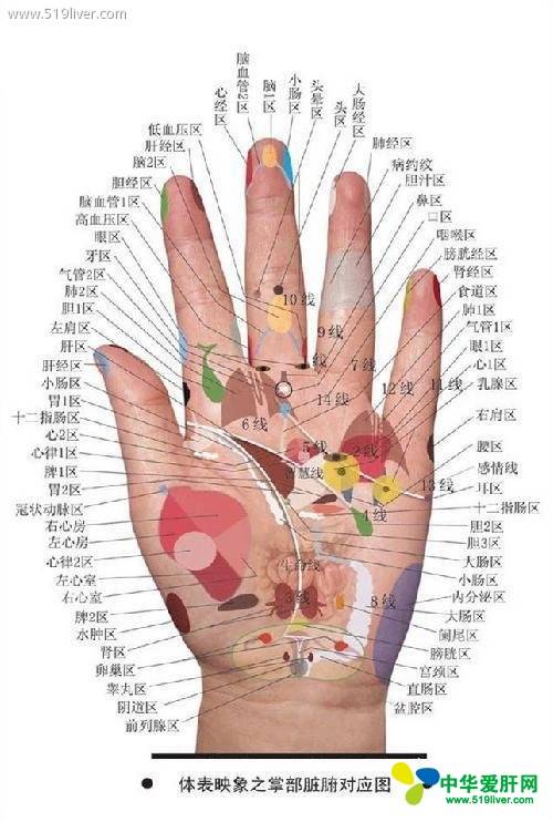手掌健康图解