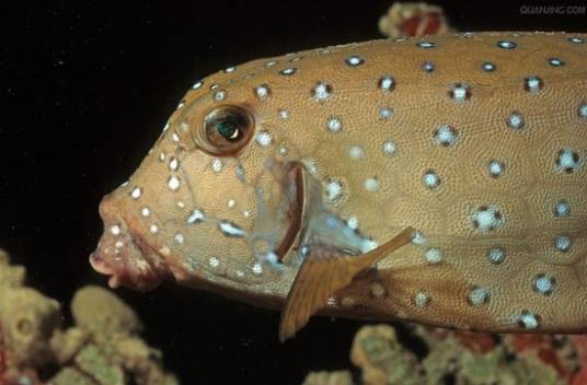 粒突箱鲀鱼