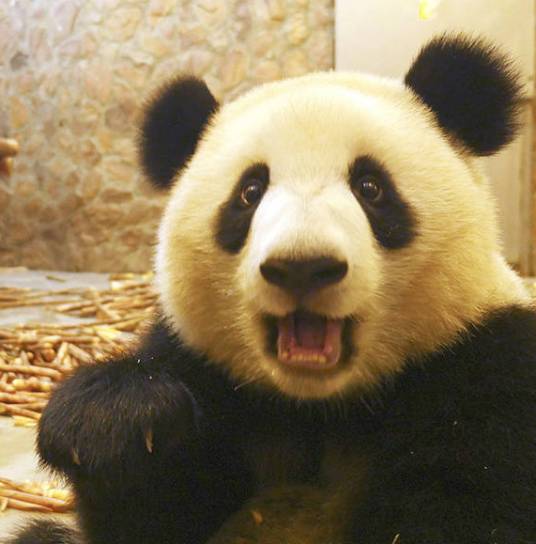 青青（生于2017年的雌性大熊猫）