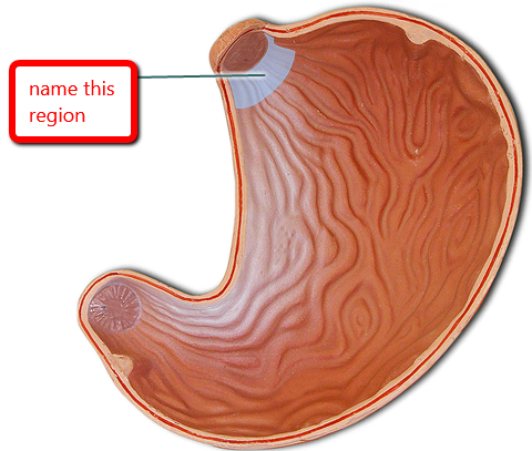 贲门（解剖学术语）