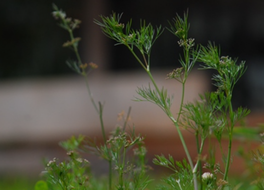 细叶旱芹