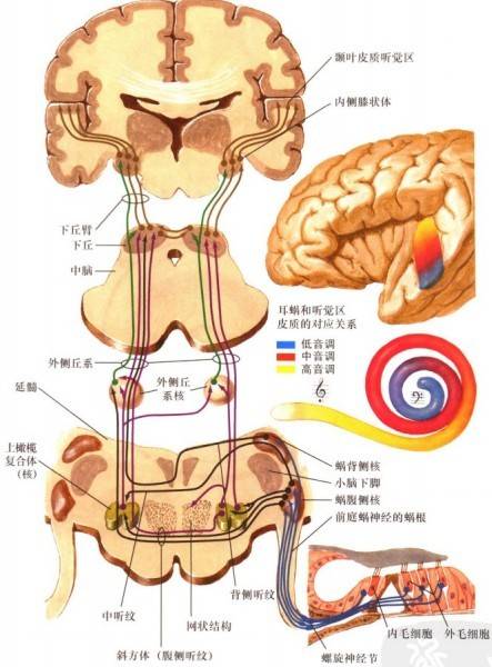 中央管