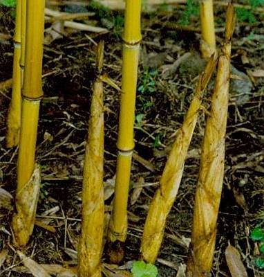 黄竿京竹