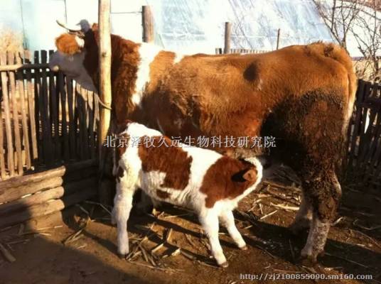 犊牛代乳