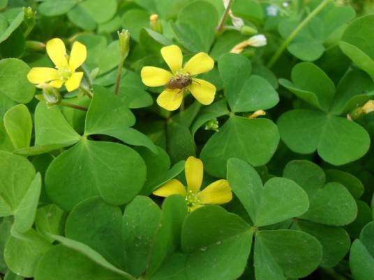 酢浆草（酢浆草科酢浆草属植物）
