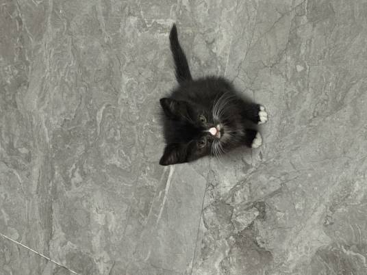 乌云盖雪（动物）