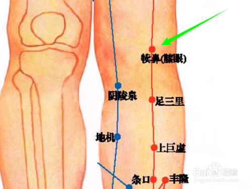 犊鼻（中医穴位）