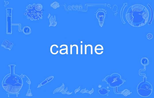 canine