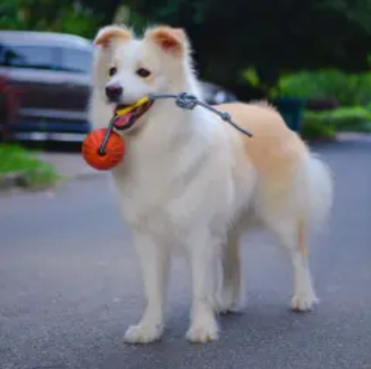 边牧陈贝拉