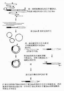 多重PCR