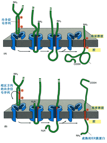 N-连接糖基化