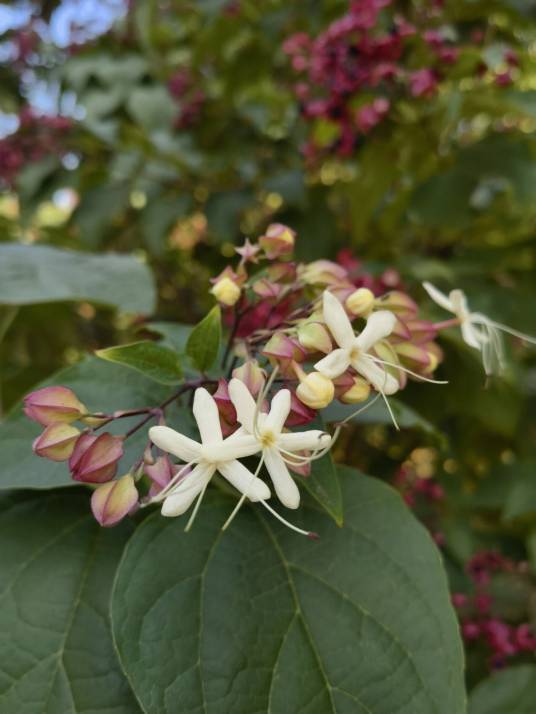 海州常山(唇形科大青属植物)