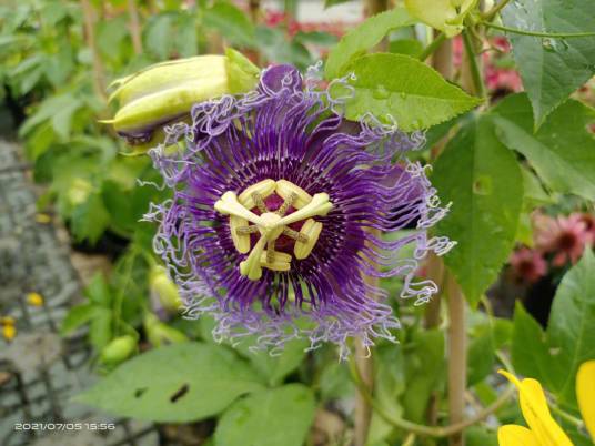 西番莲（西番莲科西番莲属植物）