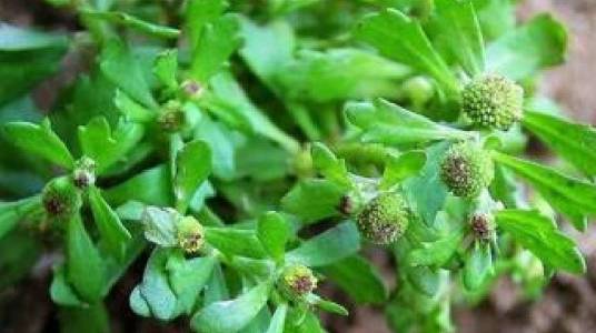 砂药草