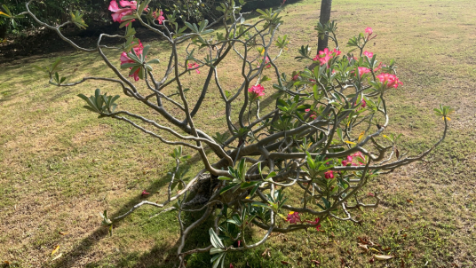 沙漠玫瑰（夹竹桃科沙漠玫瑰属的一种植物）