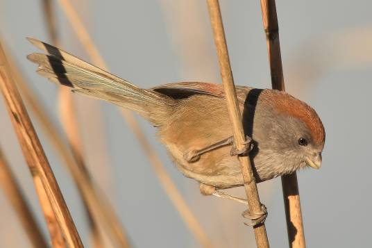 棕头鸦雀滇东亚种