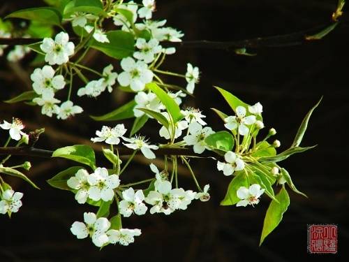 无俗念（南宋丘处机的词）