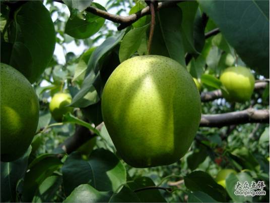 翡翠（梨品种）