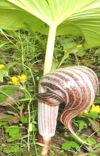 象头花（中药）